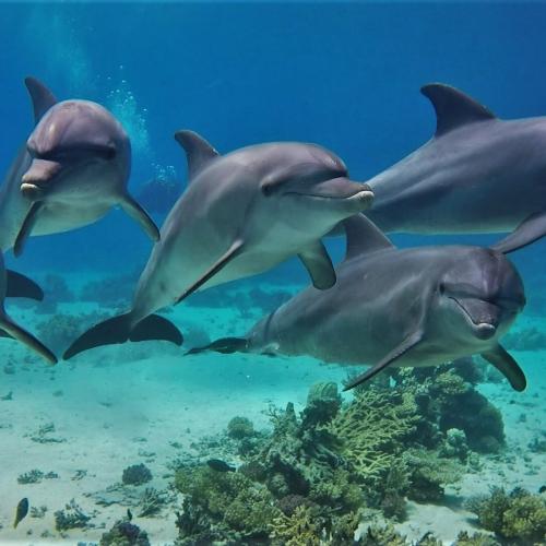 Private Schnellbootfahrt in Hurghada