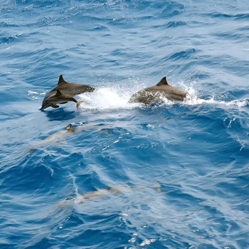 Private Schnellbootfahrt in Hurghada