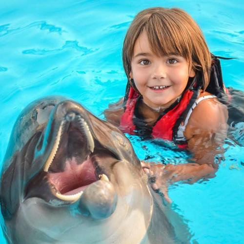  Swimming with Dolphins 