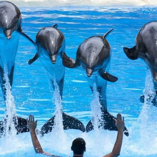 Dolphin Show in Hurghada