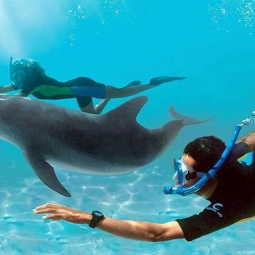Dolphin House Hurghada