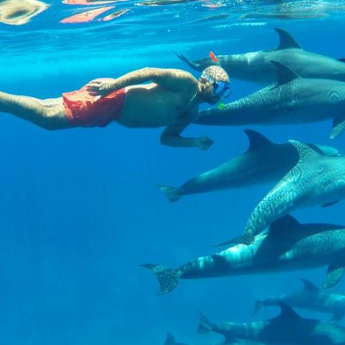 Dolphin House Hurghada