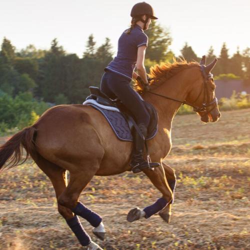 Horse Riding hurghada